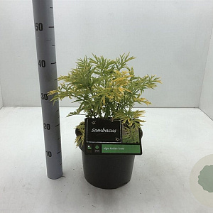 Sambucus nigra Golden Tower 30-40 cm 5,0L