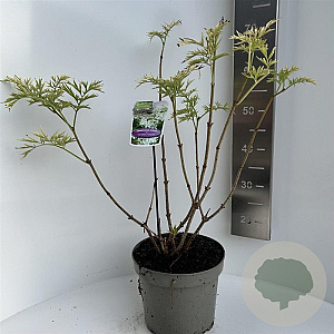 Sambucus nigra Golden Tower 40-50 cm 5,0L