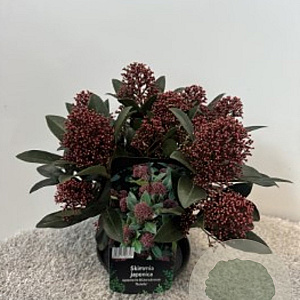 Skimmia j. 'Rubella' 30-40 cm 5,0L