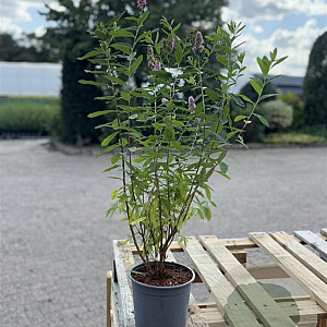 Spiraea billardii 60-80 cm 2,0L