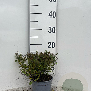 Spiraea jap. 'Little Princess' 10-15 cm C1.3