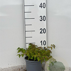 Stephanandra incisa 'Crispa' 20-30 cm C1.3