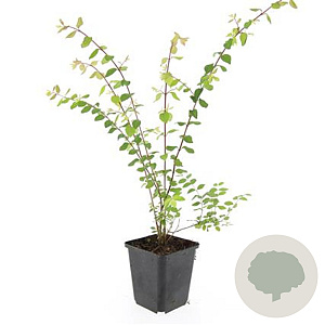 Symphoricarpos ch. 'Hancock' GM P9