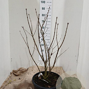 Syringa v. 'Michel Buchner' 80-100 cm 20L najaarspotting