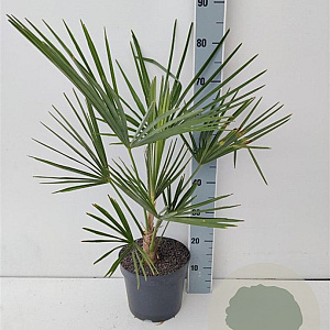 Trachycarpus fortunei 60-80 cm 5,0L