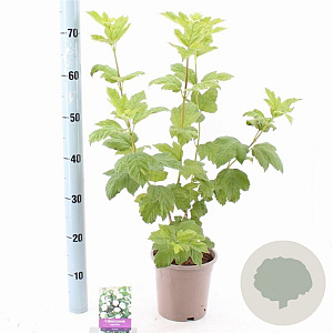 Viburnum opulus 'Roseum' 40-50 cm 2,0L