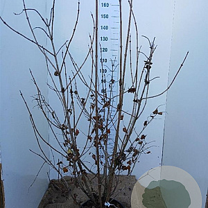 Viburnum opulus 'Roseum' 125-150 cm 20L najaarspotting