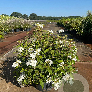 Viburnum plic. 'Watanabe' 30-40 cm 7,5L