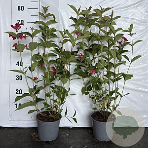 Weigela 'Bristol Ruby' 60-80 cm 2,0L