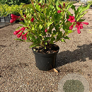 Weigela 'Red Prince' 30-40 cm 2,0L