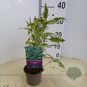 Cornus alba 'Elegantissima' 25-30 cm P12