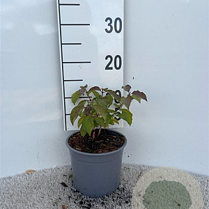 Cornus sang. 'Midwinter Fire' 10-15 cm 2,0L