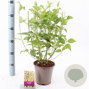 Cornus sericea 'Flaviramea' 40-60 cm 2,0L