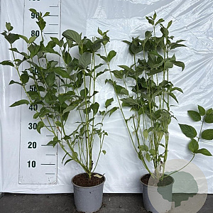 Cornus sericea 'Flaviramea' 60-80 cm 2,0L