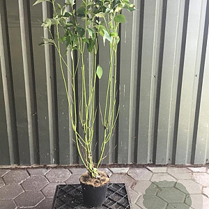 Cornus sericea 'Flaviramea' 125-150 cm 5,0L