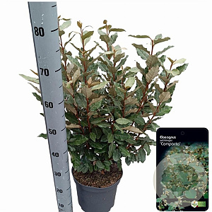 Elaeagnus ebb. 'Compacta' 60-80 cm 5,0L