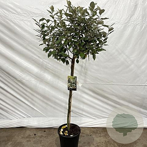 Elaeagnus ebb. 'Compacta' 175-200 cm 12L stam