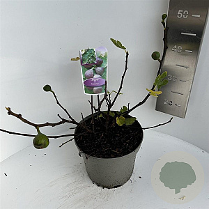 Ficus carica 40-50 cm 5,0L