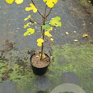 Ficus car. 'Brown Turkey' 60 cm stam 7,5L