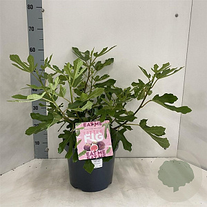Ficus car. Little Miss Figgy 35-40 cm 7,5L
