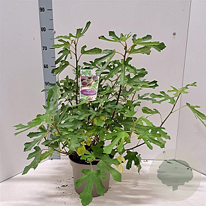 Ficus car. Little Miss Figgy 50-60 cm 5,0L