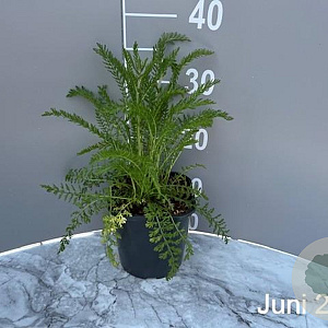 Achillea m. 'Cerise Queen' GM 2,0L