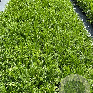 Achillea m. 'Cerise Queen' GM 2,0L