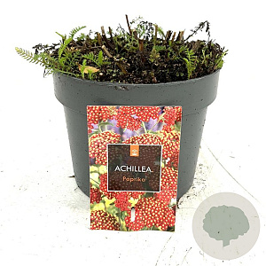 Achillea m. 'Paprika' GM 2,0L