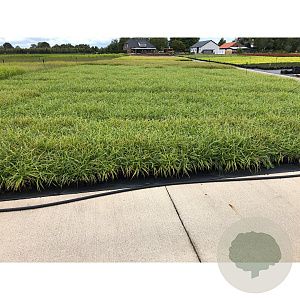 Carex morrowii 'Ice Dance' GM P9