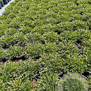 Dianthus delt. 'Flashing Light' GM 2,0L