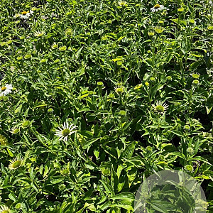 Echinacea p. 'Alba' GM 2,0L