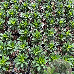 Euphorbia amygdal. robbiae GM 2,0L