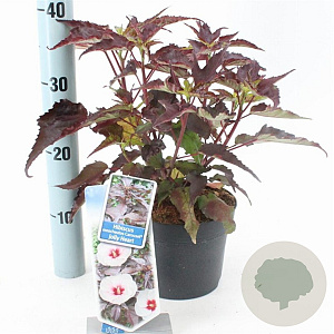 Digitalis purp. Excelsior Hybrids 30-40 cm 2,0L