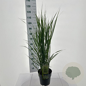 Panicum virgatum 'Northwind' 60-90 cm 6,5L