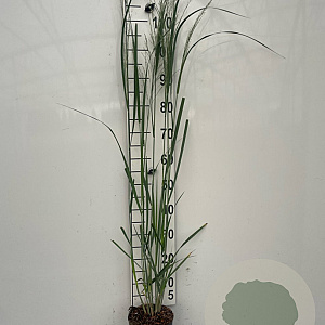Panicum virgatum 'Northwind' GM 2,0L
