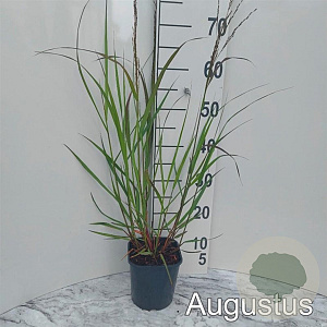 Panicum virgatum 'Squaw' GM 2,0L