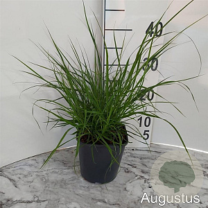 Pennisetum alopecuroides GM 2,0L