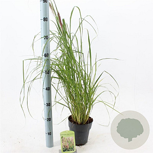 Pennisetum al. 'Black Beauty' 25-30 cm 2,0L