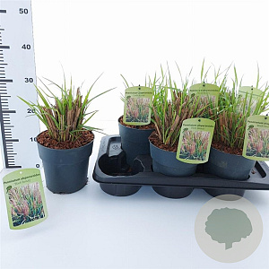 Pennisetum al. 'Black Beauty' 25-30 cm 2,0L
