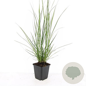 Pennisetum al. 'Hameln' GM P9