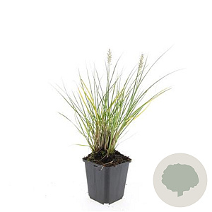 Pennisetum al. 'Hameln' GM P9