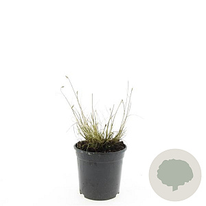 Pennisetum al. 'Little Bunny' GM 1.5