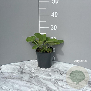 Phlomis russeliana GM 2,0L