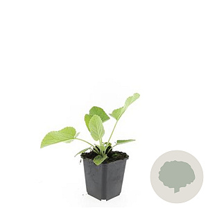 Phlomis russeliana GM P9