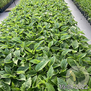 Rudbeckia f. 'Goldsturm' GM 2,0L