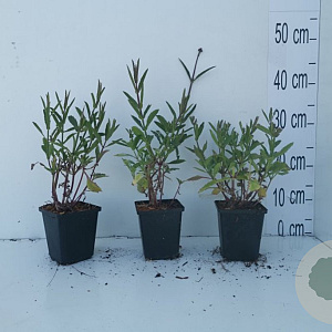 Verbena bonariensis GM P9