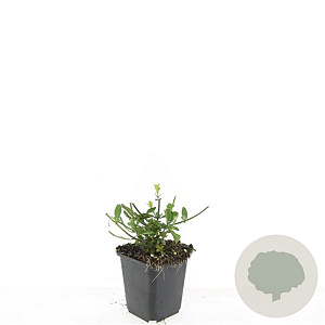 Verbena bonariensis GM P9