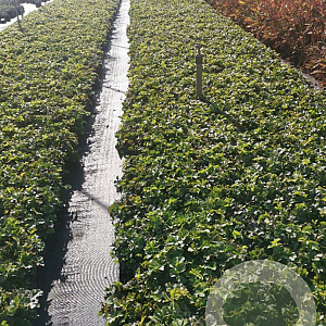 Waldsteinia ternata GM P9