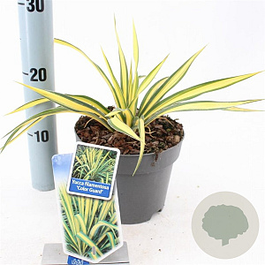 Yucca filamentosa 'Color Guard' 20-30 cm 2,0L