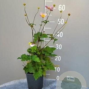 Anemone h. 'September Charm' GM 2,0L